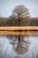 Reflection of a tree