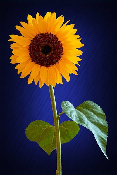 Sunflower von Stephan Zaun