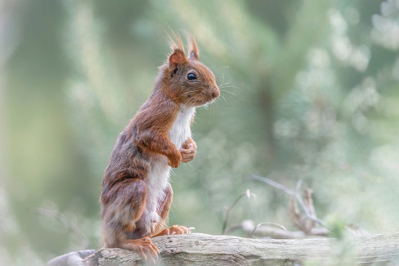 Standing curious squirrel. by Albert Beukhof