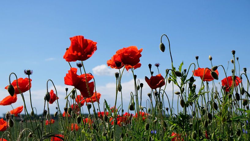 Poppies by Ostsee Bilder
