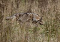 Le loup (Canis lupus), un prédateur désormais également présent aux Pays-Bas