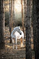 White horse on a sunny day in the forest