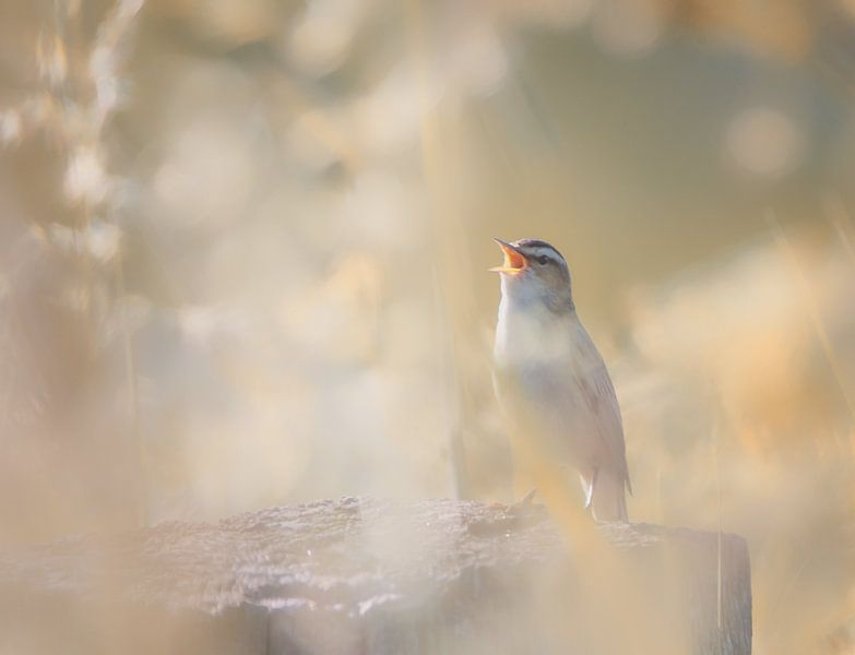 Vogelgesang auf Stange von natascha verbij