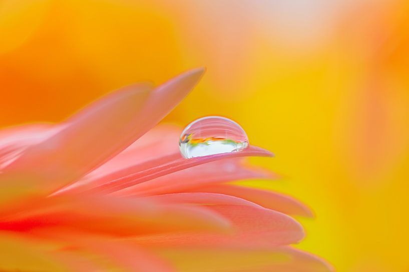 Druppel op een roze bloem von Jenco van Zalk