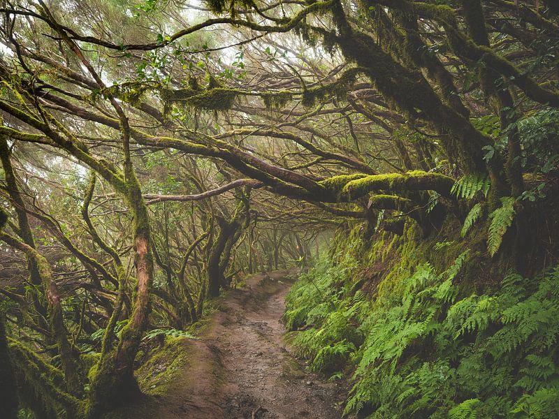 Laurel forest on Tenerife by Aurica Voss