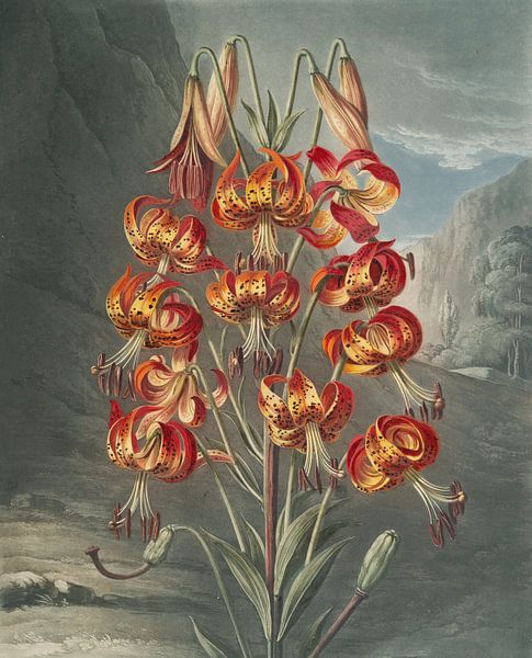 Die prächtige Lilie, Robert John Thornton von Meisterhafte Meister