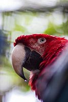 Parrot in the rain