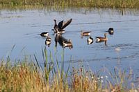 Geese Park Lingezegen