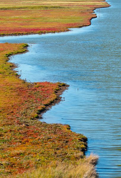glasswort at Zierikzee by Ria Bloemendaal