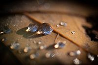 Dew drops on an autumn leaf in Tervuren