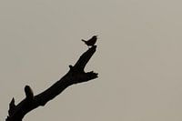 Silhouette eines singenden Winterkönigs