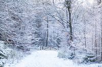 De Ugchelse Berg-Het Leest in de sneeuw#3