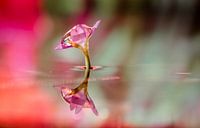 small flower with drop diamond color bokeh