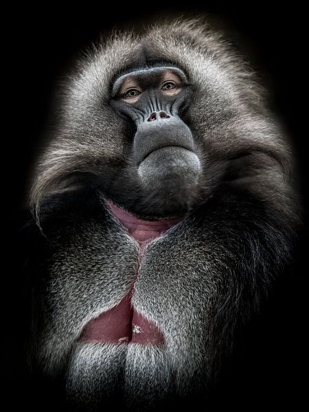 Portrait of a Gelada on black background by Jolanda Aalbers