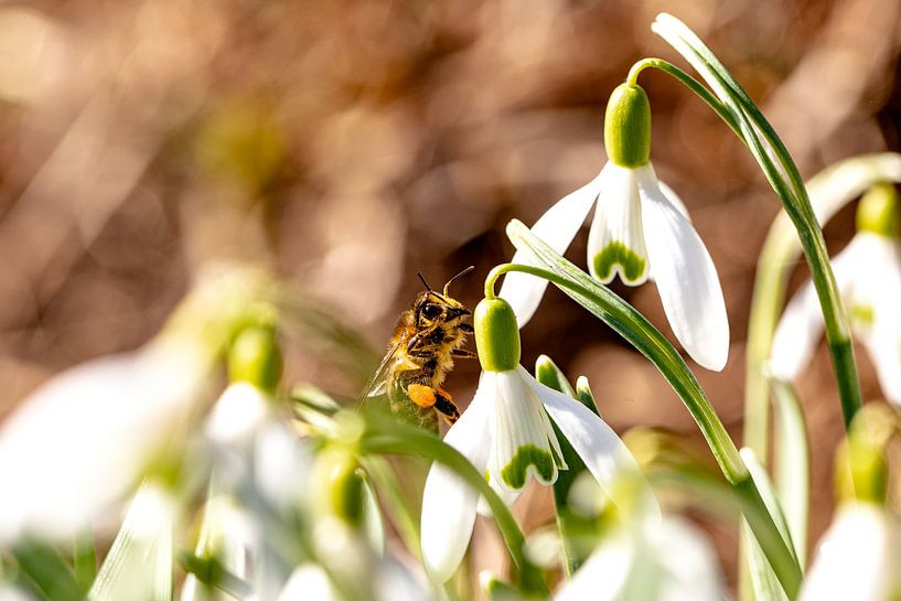 Ein der ersten Bienen beim Sammeln von Pollen von Harald Schottner