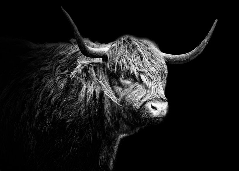 Schottische Highlander von Edwin Kooren