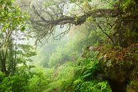 La forêt laurifère de Madère