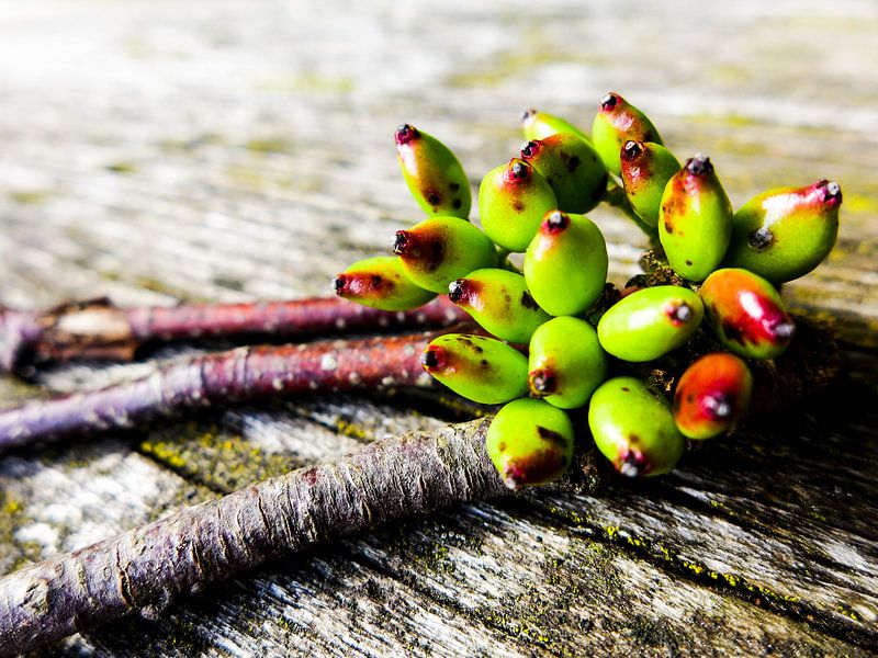 Grüne Perlen der Natur von Daylightly