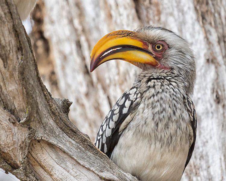 Bâton à bec jaune du sud par Cor de Bruijn Photography