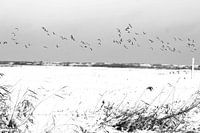 vlucht boeven het ijs