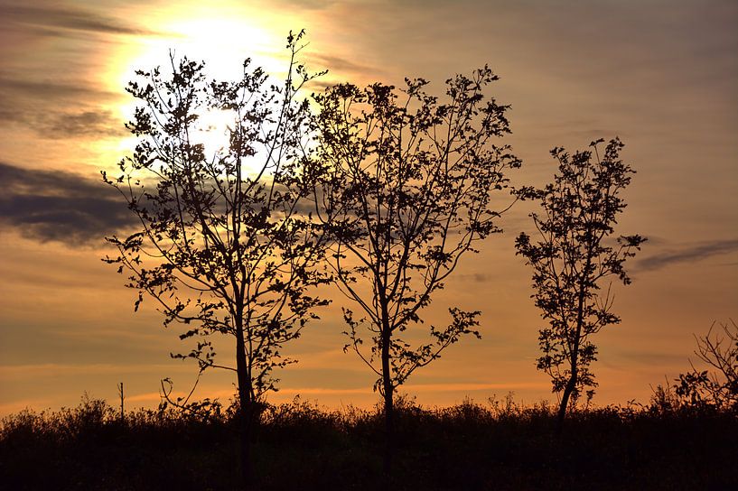 buisson solaire par Edgar Schermaul