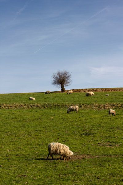 Schapen grazen in Limburgs landschap par Arno Photo