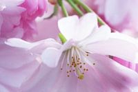 Bloesem. Hanami. Cherry Blossom.003.