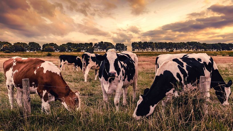 Cows in the Field van Thom Brouwer