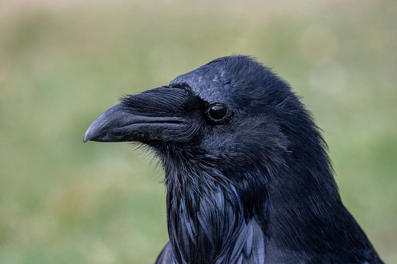 Portrait of a raven by Leon Brouwer