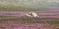 Sheep dreaming in grass carnation meadow