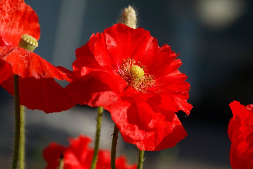 Poppies (Papaver rhoeas) , corn poppy, Germany by Torsten Krüger