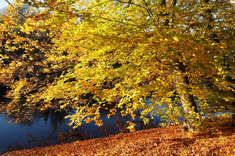 tree, autumn, Bremer Wallanlagen, Bremen, Germany by Torsten Krüger