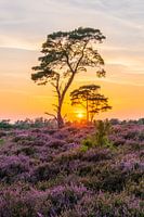Safari in der Kalmthoutse Heide.