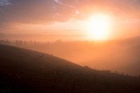 Lämmer auf der Wiese