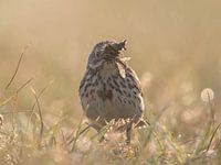 Wiesenpieper mit vollem Schnabel