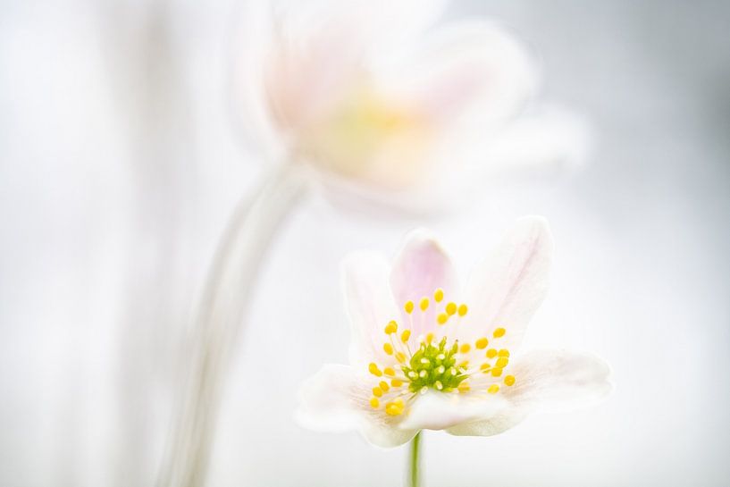 Wood anemones | White and Pink | Nature Photography by Nanda Bussers