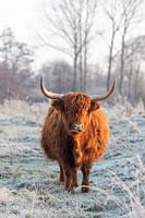 Scottish highlander in winter landscape