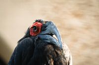 Penetrating View from the South Horn Raven