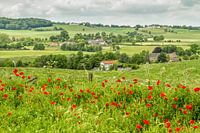 Epen among the poppies