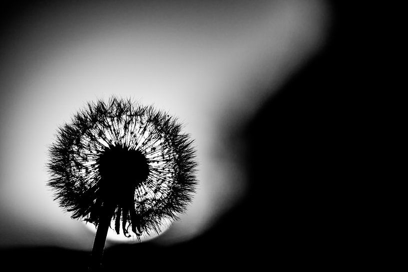 Löwenzahn von Frank Slaghuis