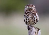Steenuil / little owl