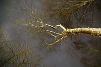 herinnering aan een boom