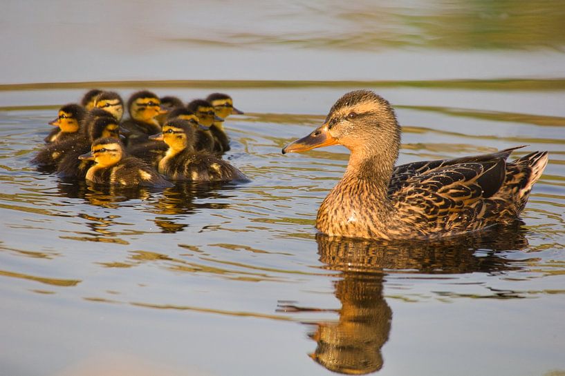 Cozy duck family by Natuurpracht   Kees Doornenbal
