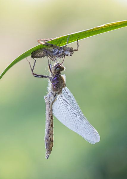 Pas uitgeslopen Smaragdlibel par Marcel Klootwijk