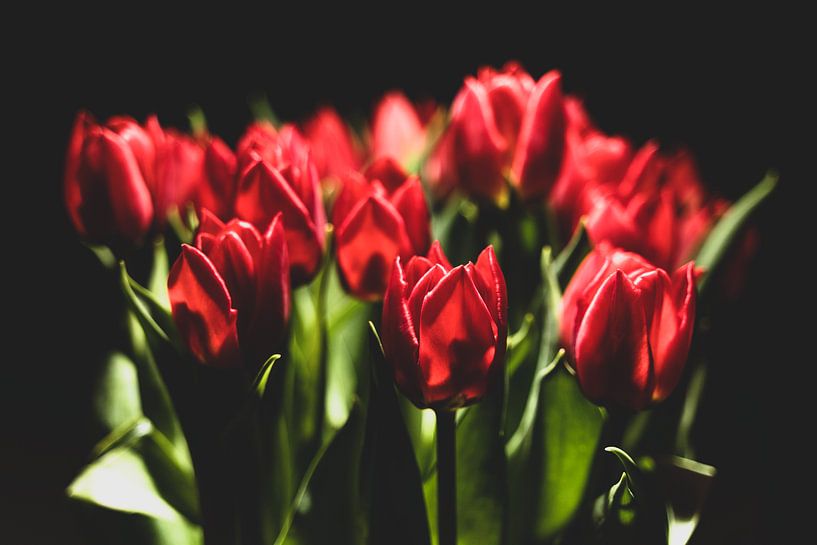 Tulipes par Guillo Grant