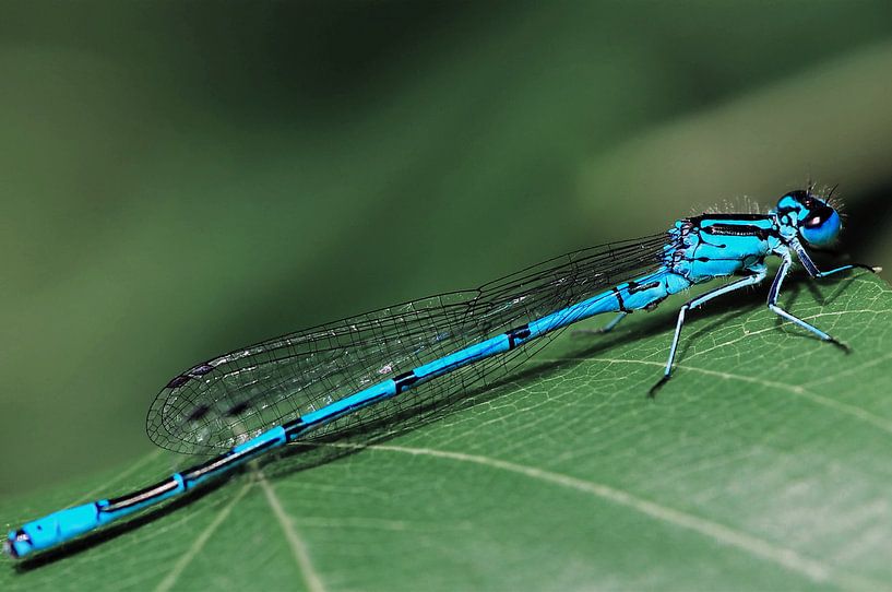 Waterjuffer par Paula van der Horst