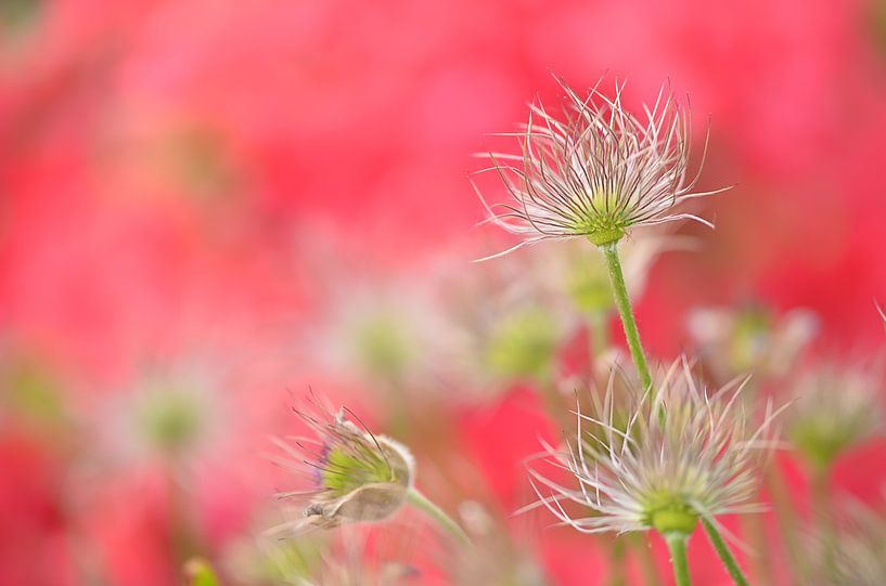 Farbspiel by Zwergls Lichtermeer