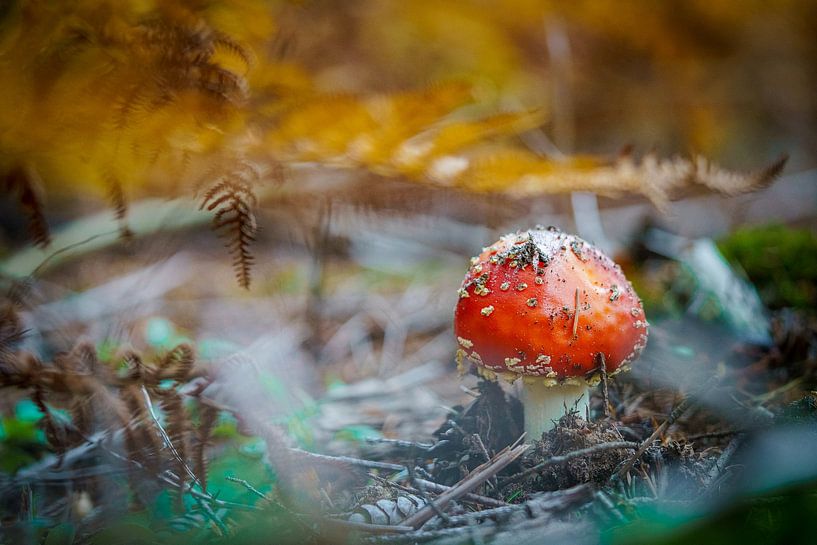 Roter Fliegenpilz unter Waldfarn mit gelber Herbstfärbung von Fotografiecor .nl