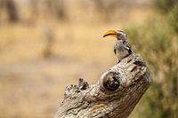 Calao à bec jaune du Sud