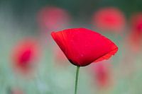 Coquelicot